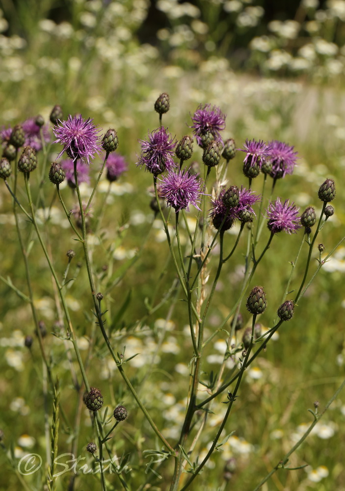 Image of Centaurea adpressa specimen.