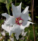 Malva olbia. Цветок ('Barnsley'). Германия, г. Дюссельдорф, Ботанический сад университета. 03.07.2014.