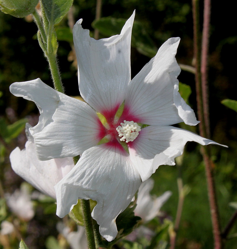 Image of Malva olbia specimen.