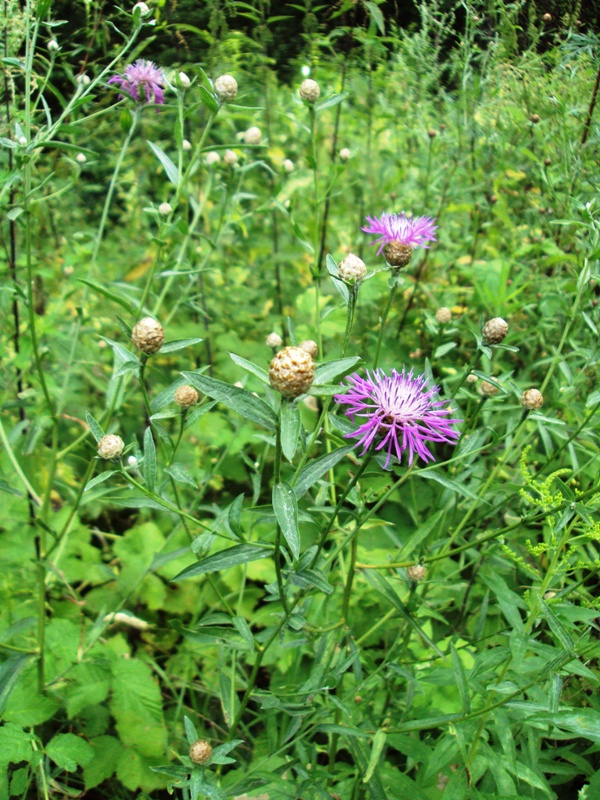 Image of Centaurea jacea specimen.