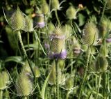 Dipsacus fullonum