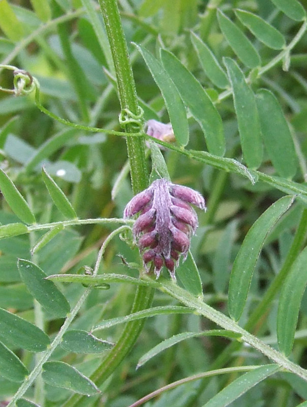 Изображение особи Vicia cracca.