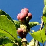 Magnolia × soulangeana. Плод. Украина, г. Кривой Рог, Ботанический сад НАН Украины. 27.09.2009.