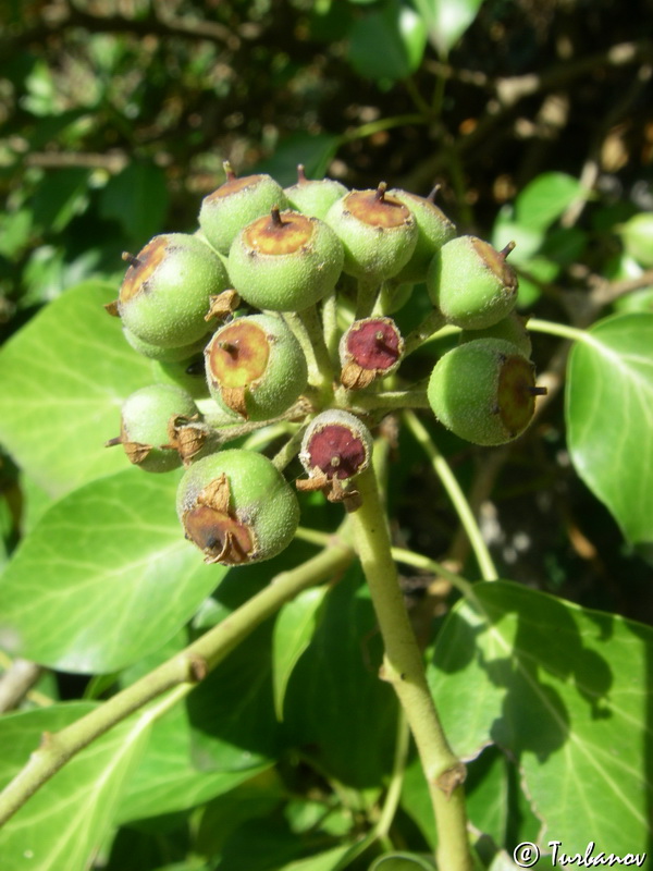 Изображение особи Hedera helix.