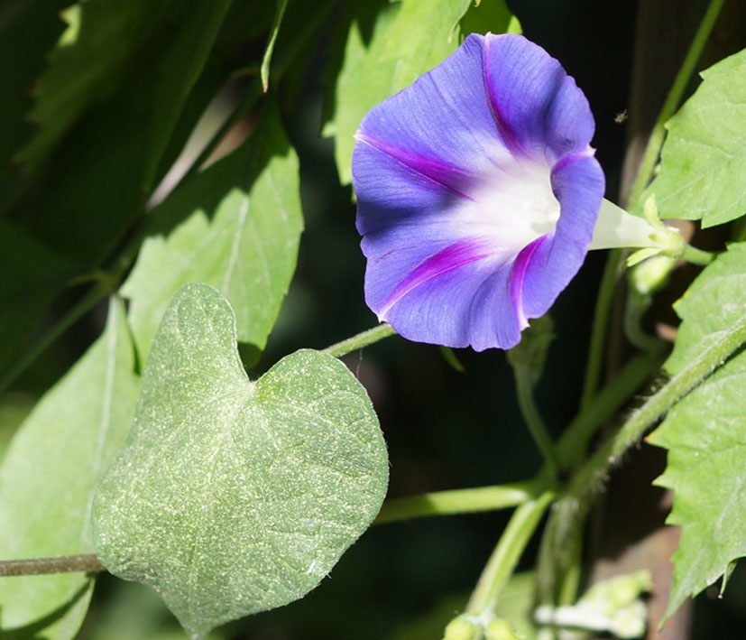 Изображение особи Ipomoea purpurea.