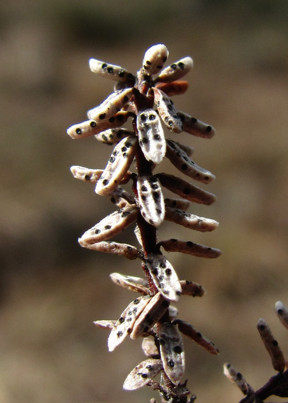 Image of Empetrum nigrum specimen.