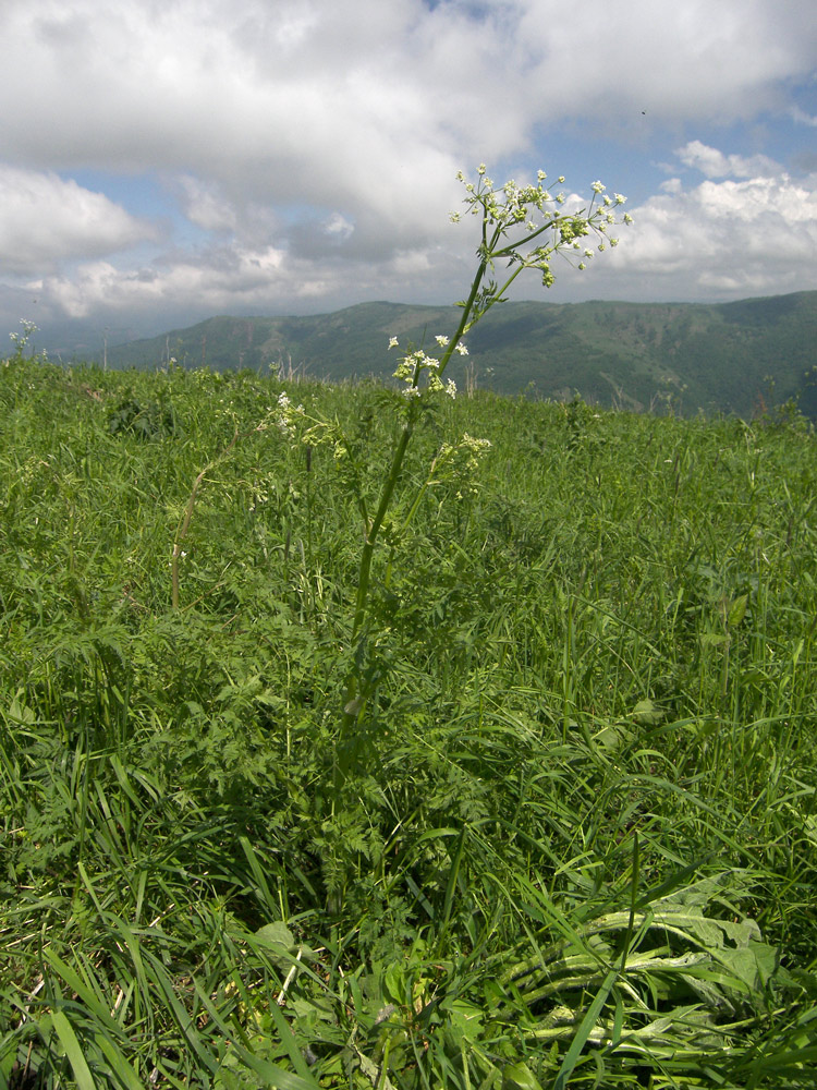 Изображение особи Anthriscus velutina.