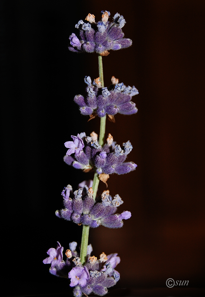 Image of Lavandula angustifolia specimen.