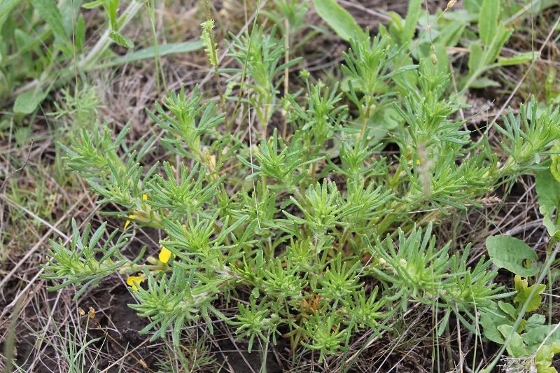 Image of Ajuga chia specimen.