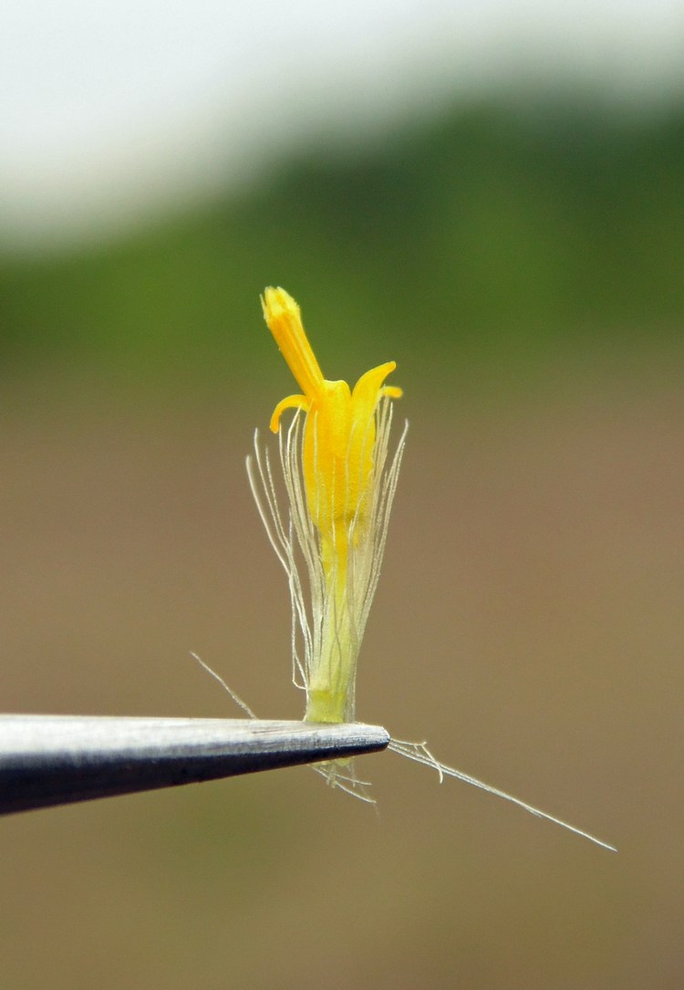 Image of Solidago virgaurea specimen.