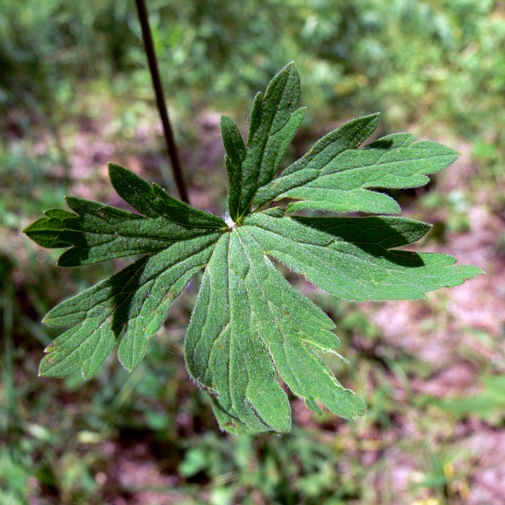 Image of Geranium sibiricum specimen.