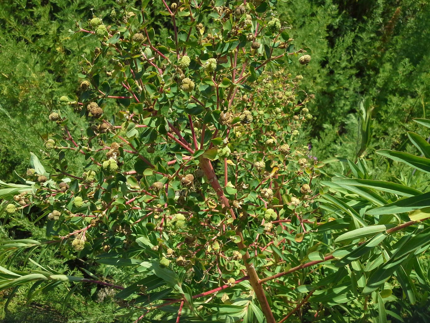 Image of Euphorbia palustris specimen.