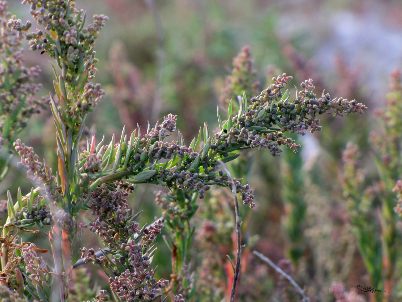 Image of Suaeda linifolia specimen.