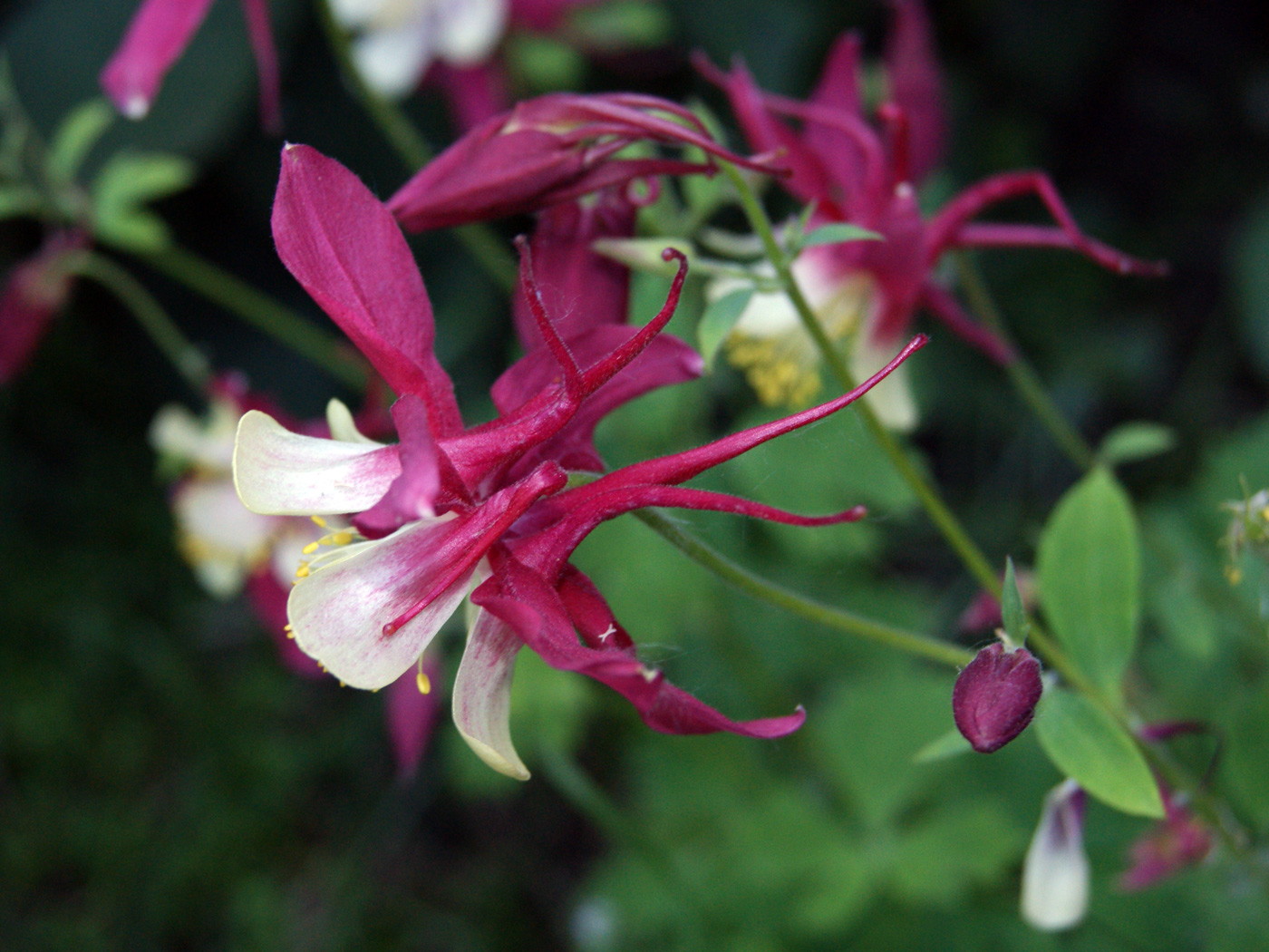 Image of Aquilegia coerulea specimen.