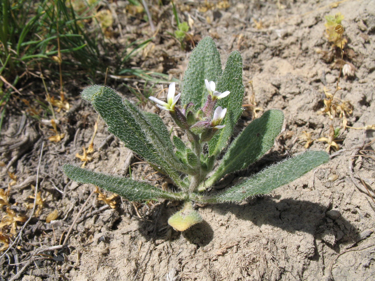 Изображение особи Strigosella africana.