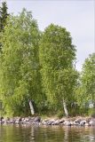 Betula pendula