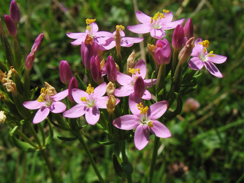 Image of Centaurium erythraea specimen.