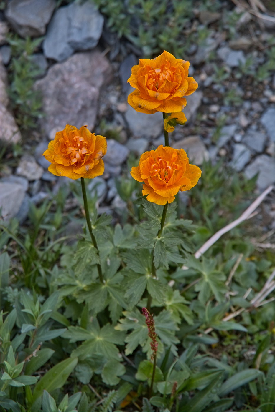 Image of Trollius asiaticus specimen.