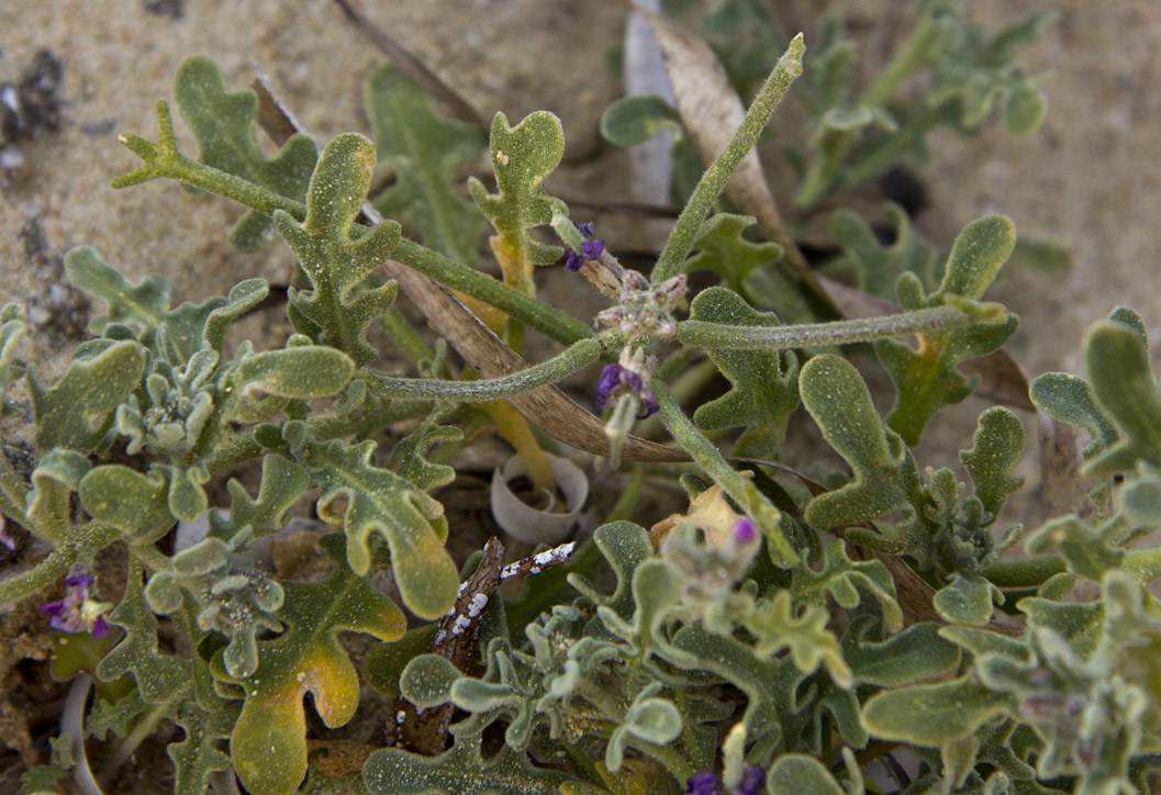 Image of Matthiola tricuspidata specimen.