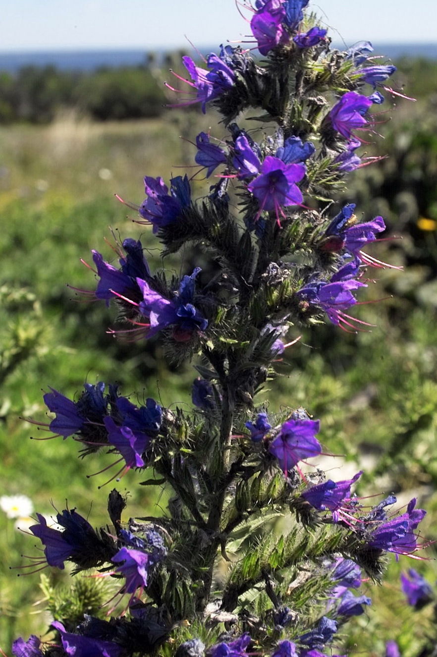 Изображение особи Echium vulgare.