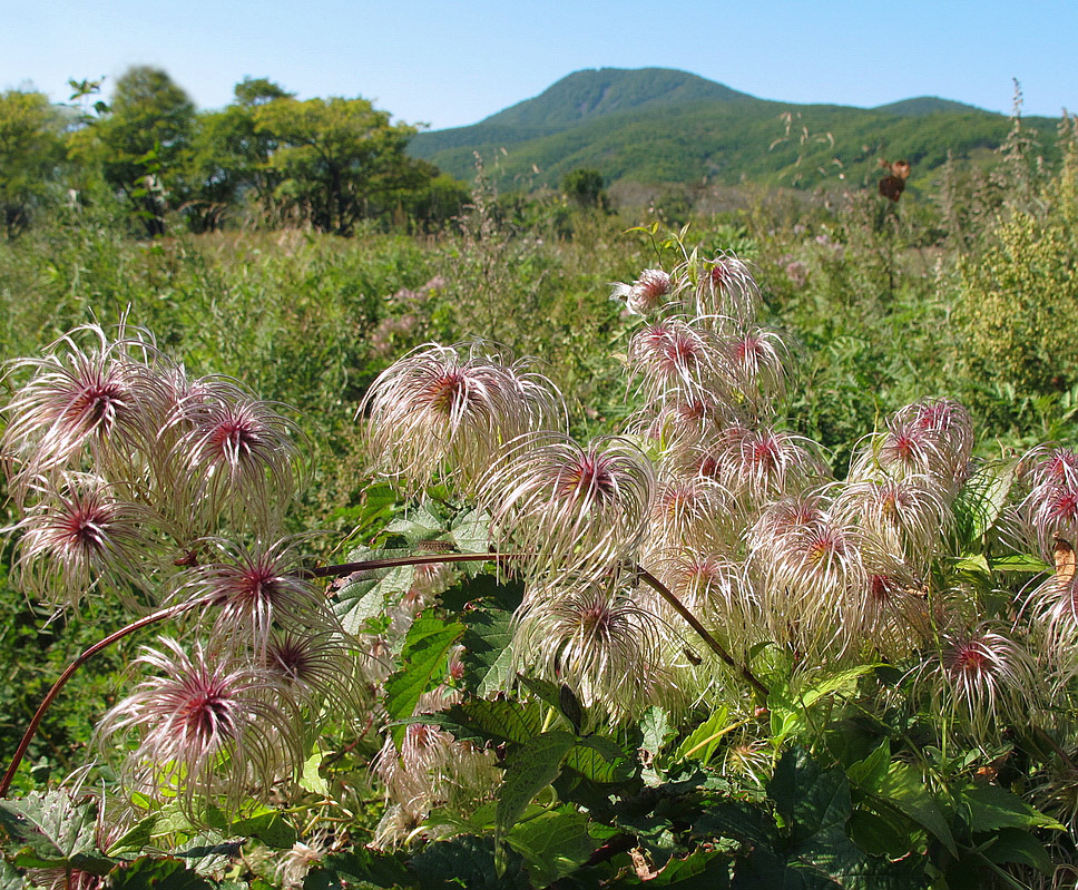 Изображение особи Clematis serratifolia.