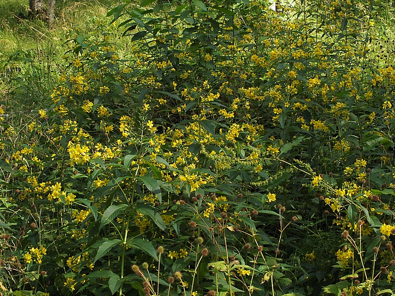 Image of Lysimachia vulgaris specimen.