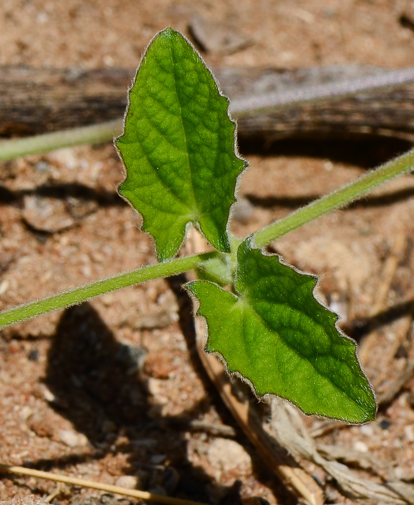 Image of Thunbergia alata specimen.