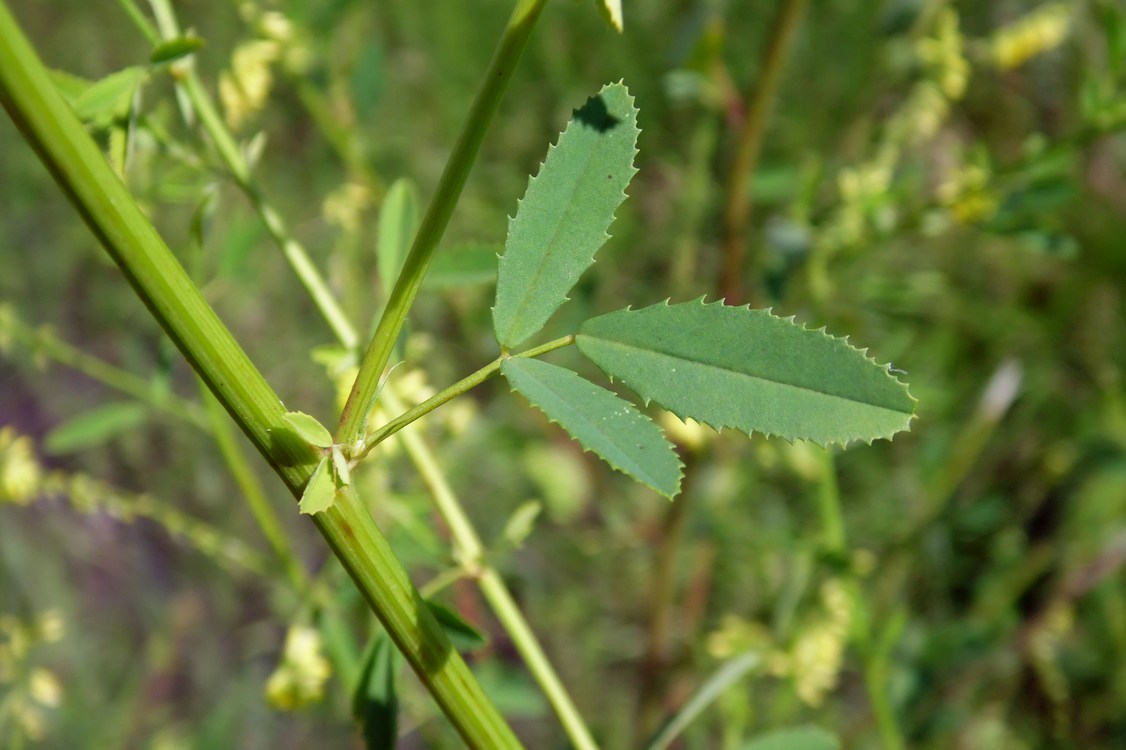 Image of Melilotus officinalis specimen.