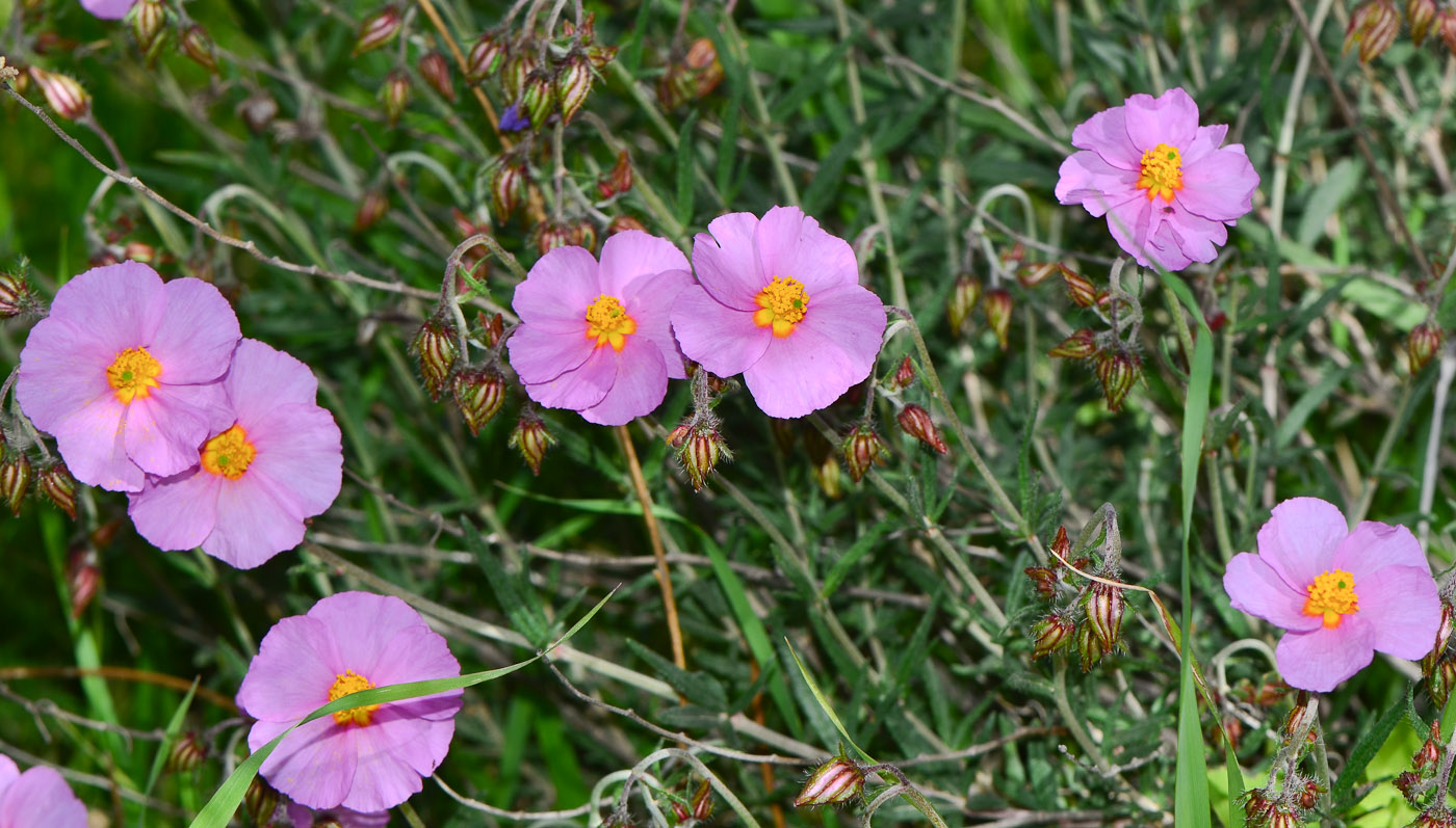 Image of Helianthemum vesicarium specimen.