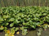 Nymphaea alba