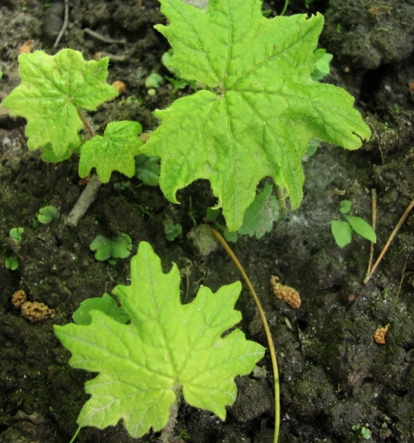 Image of Primula jesoana specimen.