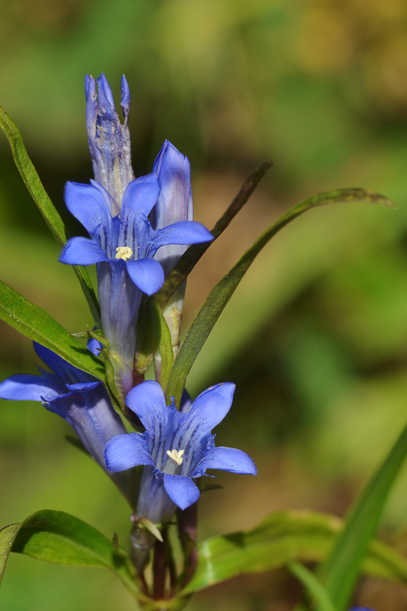 Image of Gentiana kirilowii specimen.