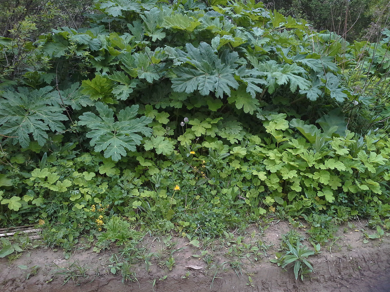 Image of Heracleum sosnowskyi specimen.