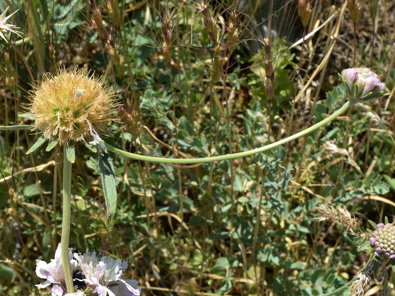 Image of Lomelosia songarica specimen.