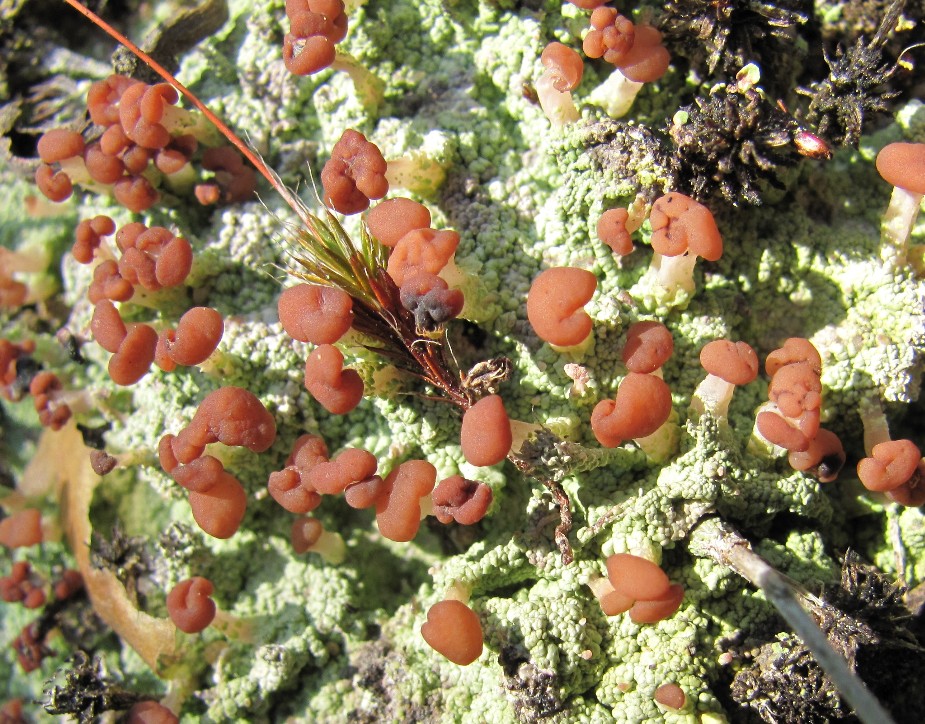 Image of Baeomyces rufus specimen.