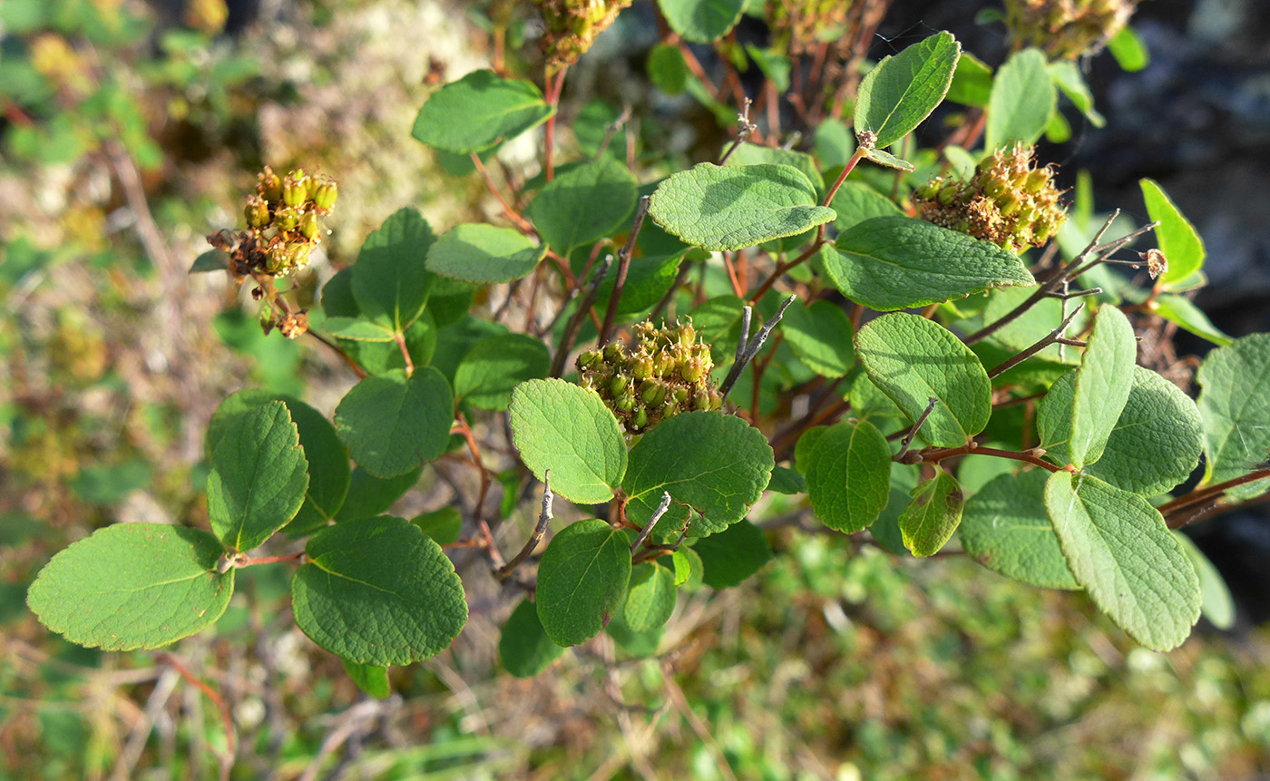 Image of Spiraea beauverdiana specimen.