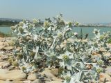 Eryngium maritimum