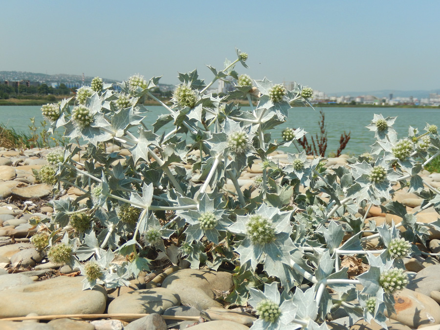 Image of Eryngium maritimum specimen.