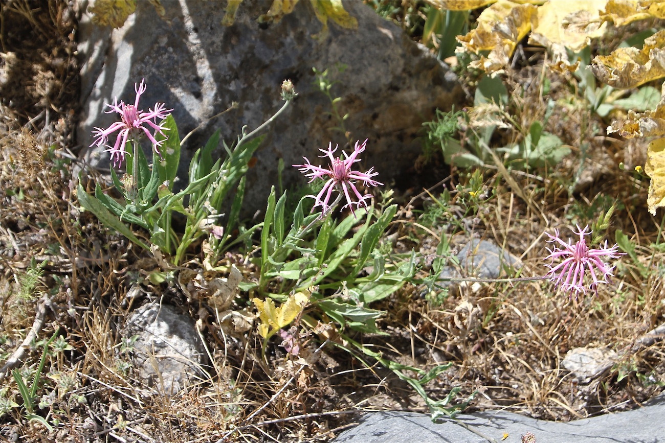 Image of Jurinea trautvetteriana specimen.