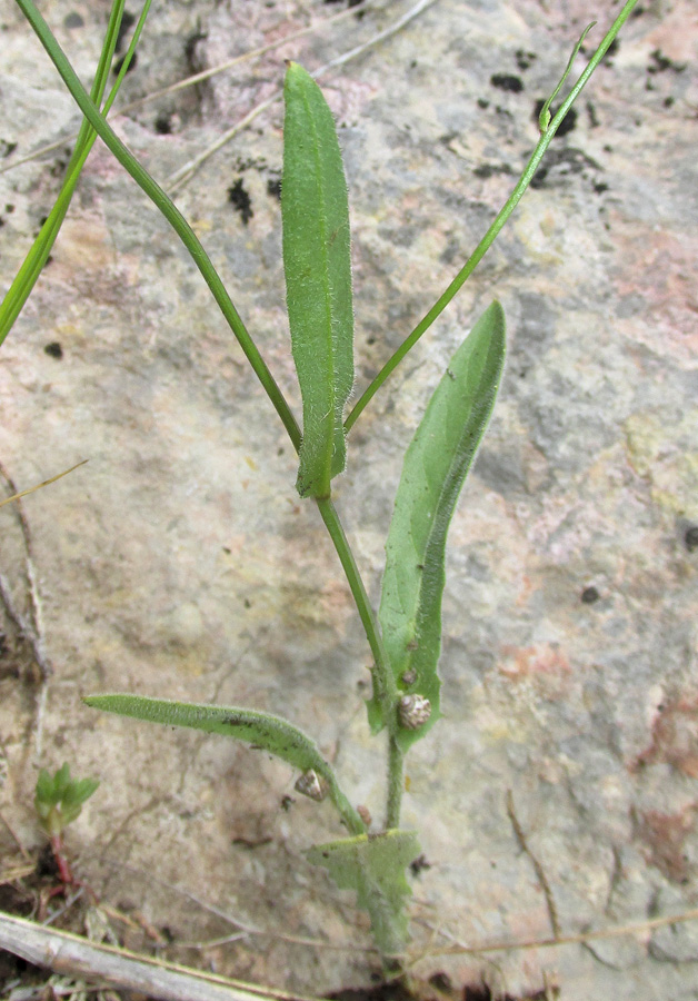 Image of Crepis pulchra specimen.