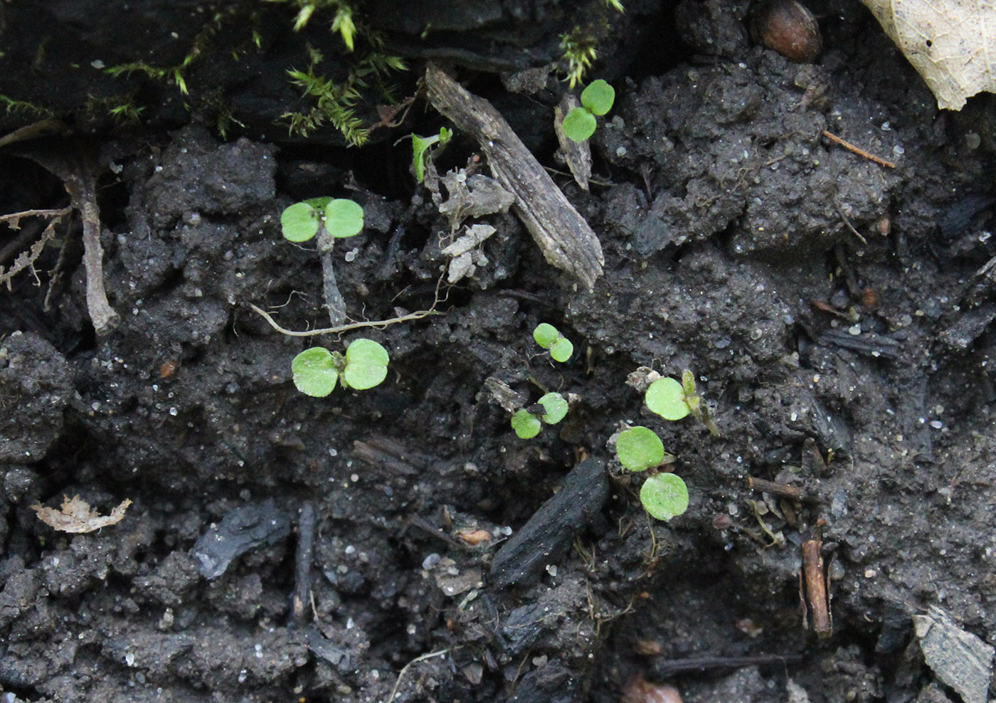 Image of Urtica dioica specimen.