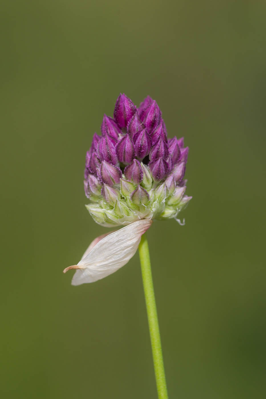 Image of Allium rotundum specimen.