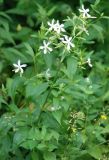 Saponaria officinalis. Цветущее растение. Башкирия, Бурзянский р-н, заповедник Шульган-таш. 15.07.2008.