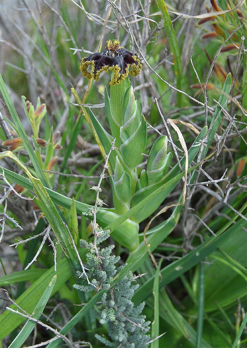 Image of Ferraria foliosa specimen.