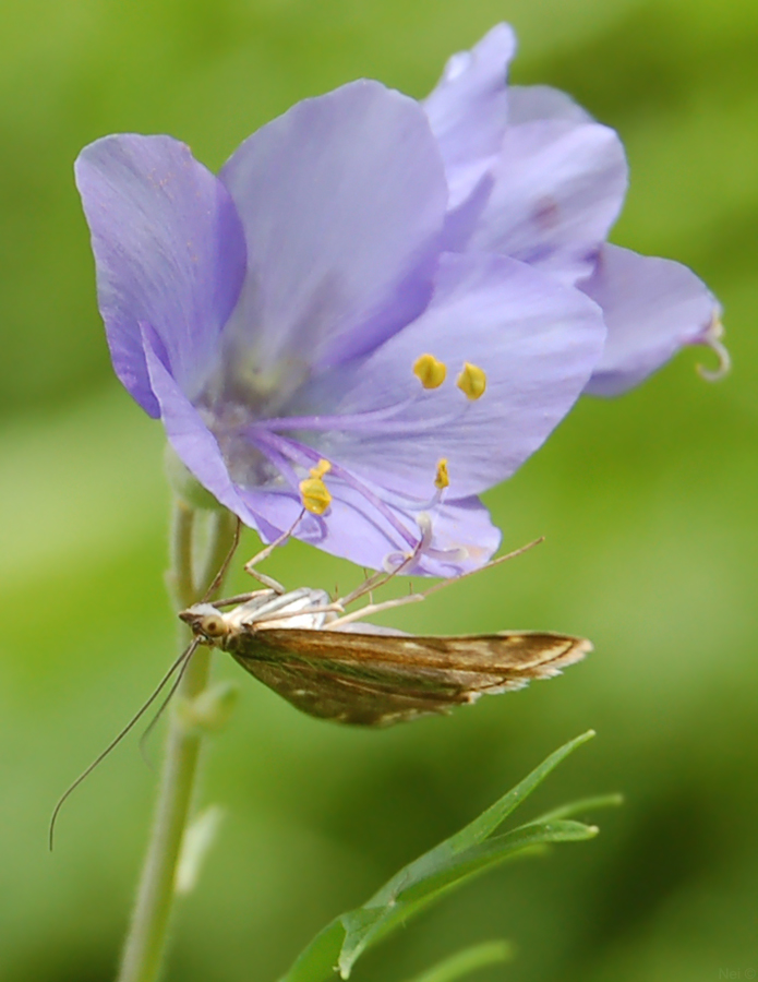 Изображение особи Polemonium caeruleum.