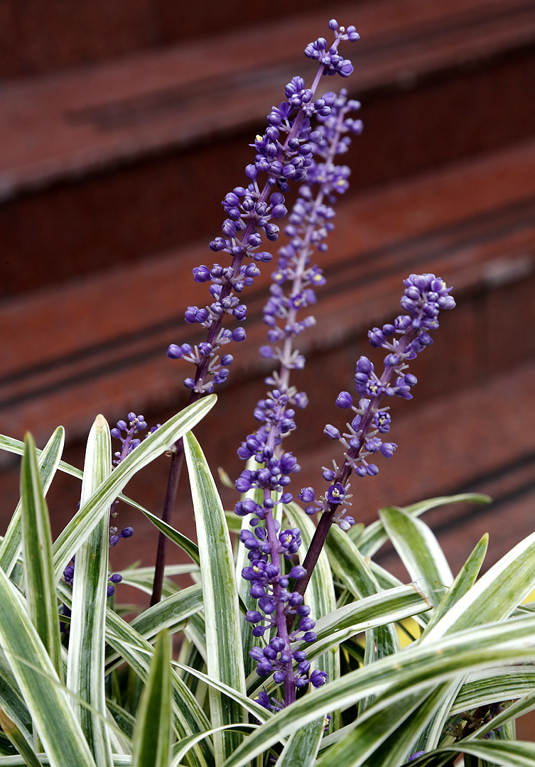 Image of Liriope muscari specimen.