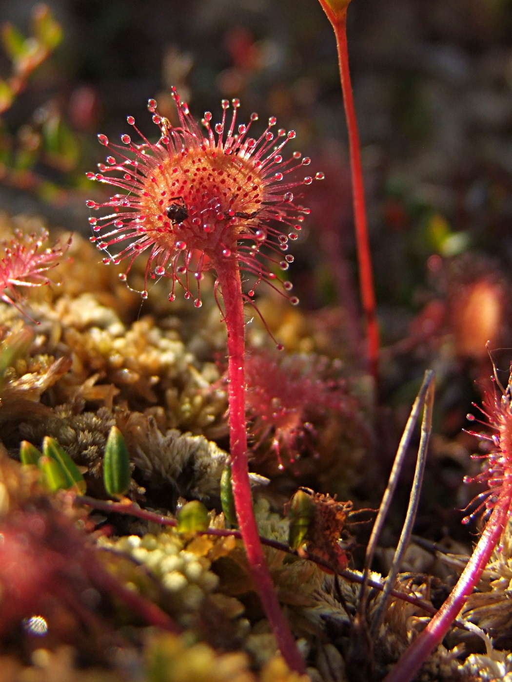 Image of Drosera rotundifolia specimen.