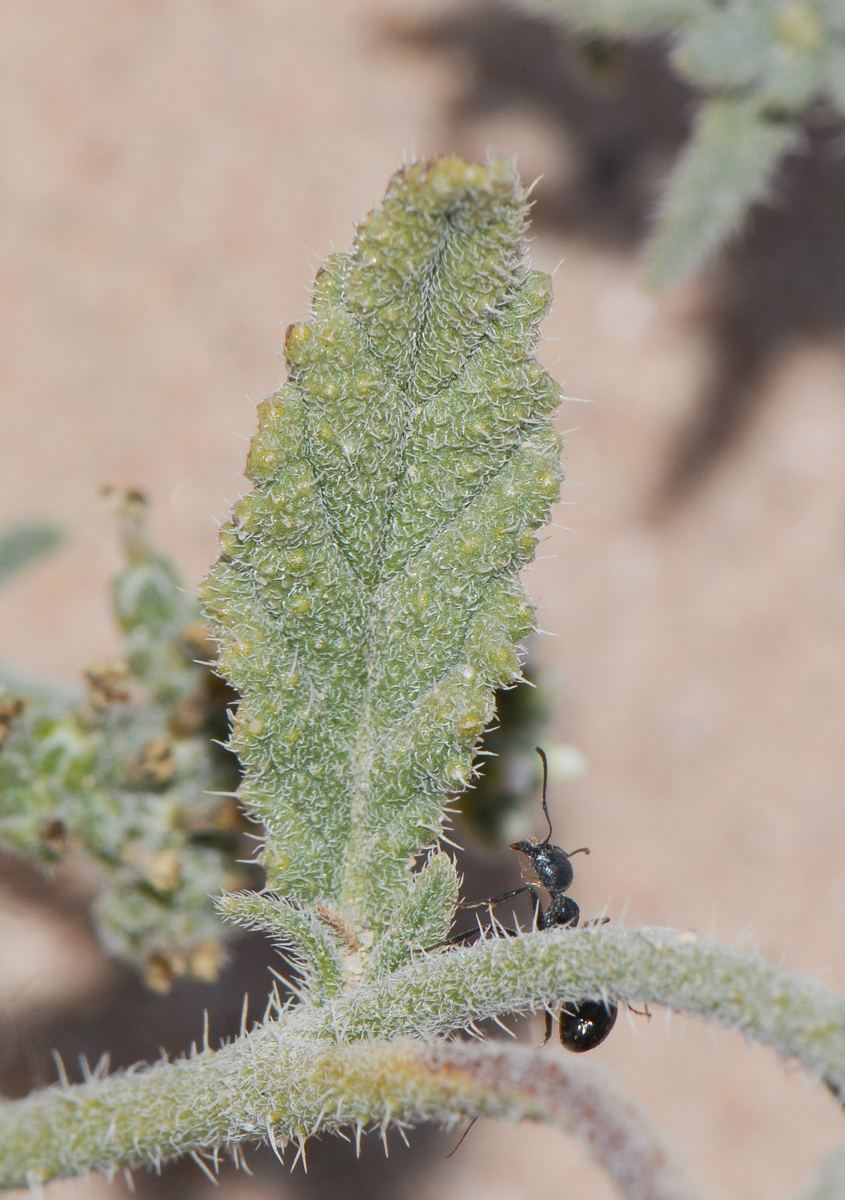 Image of Heliotropium bacciferum specimen.