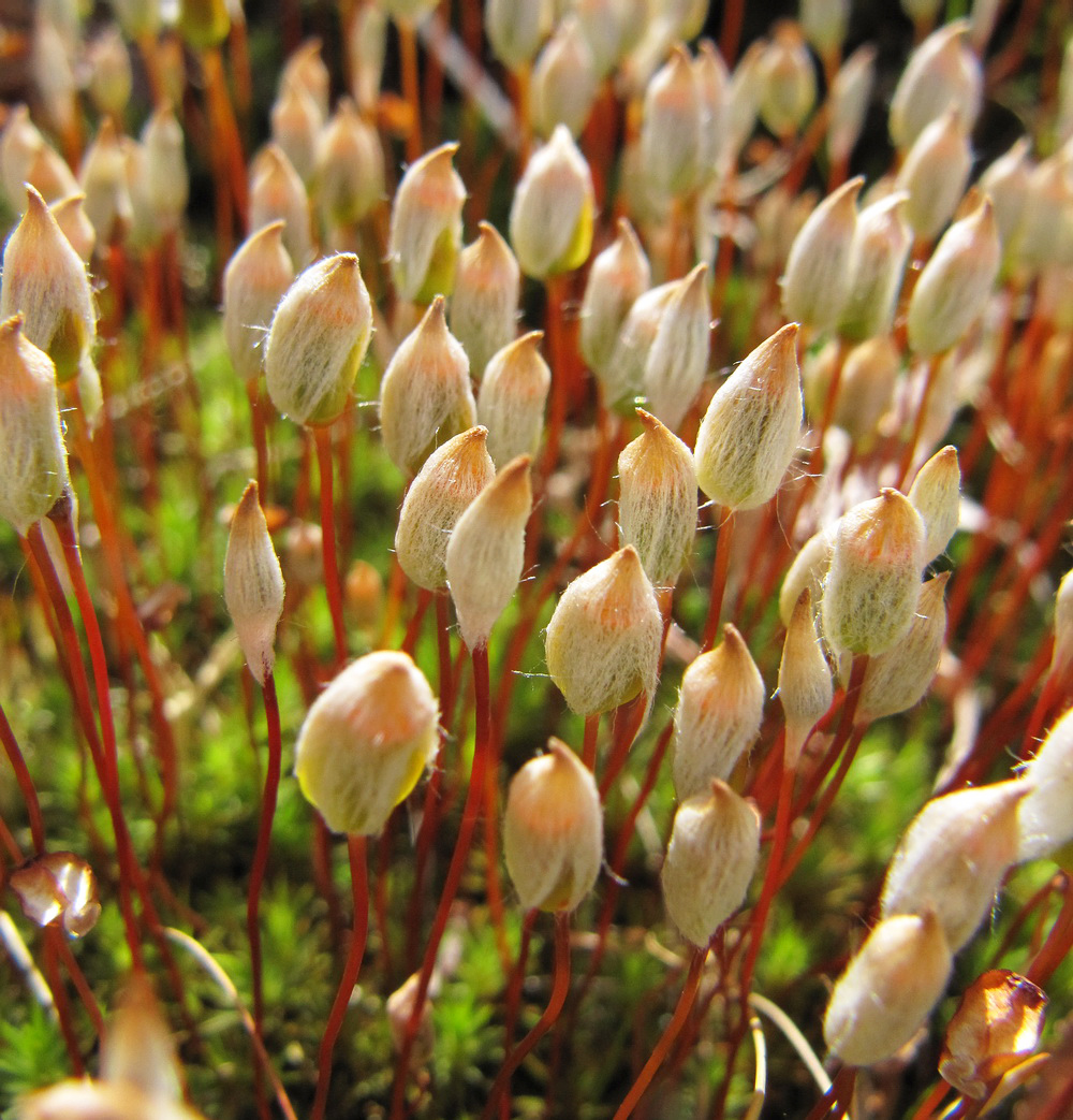 Изображение особи Polytrichum juniperinum.