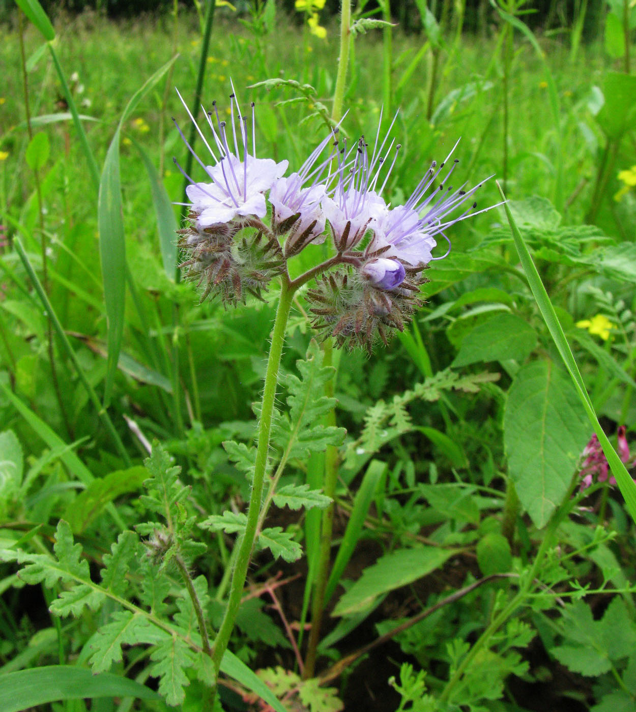 Изображение особи Phacelia tanacetifolia.